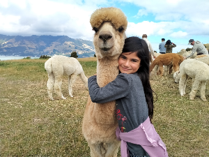 Activity to do with children Alpaca